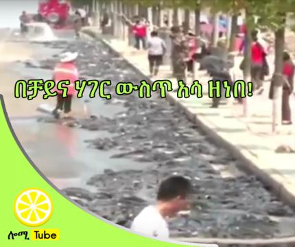 WACTH!! 6,800 Kilos of Fish Spilled Onto China Road