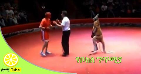 funny video match boxing  kangaroo vs human -  dwvid.com