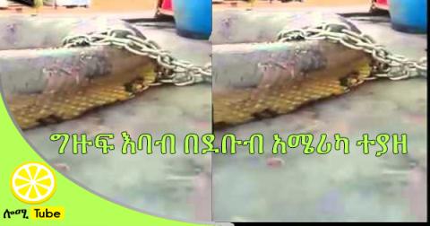 Huge snake captured